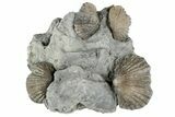 Four Brachiopod (Platystrophia) Fossils On Shale - Kentucky #191009-1